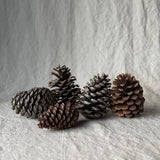 Tine K Home - Tannzäpfen Cones 5er Pack
