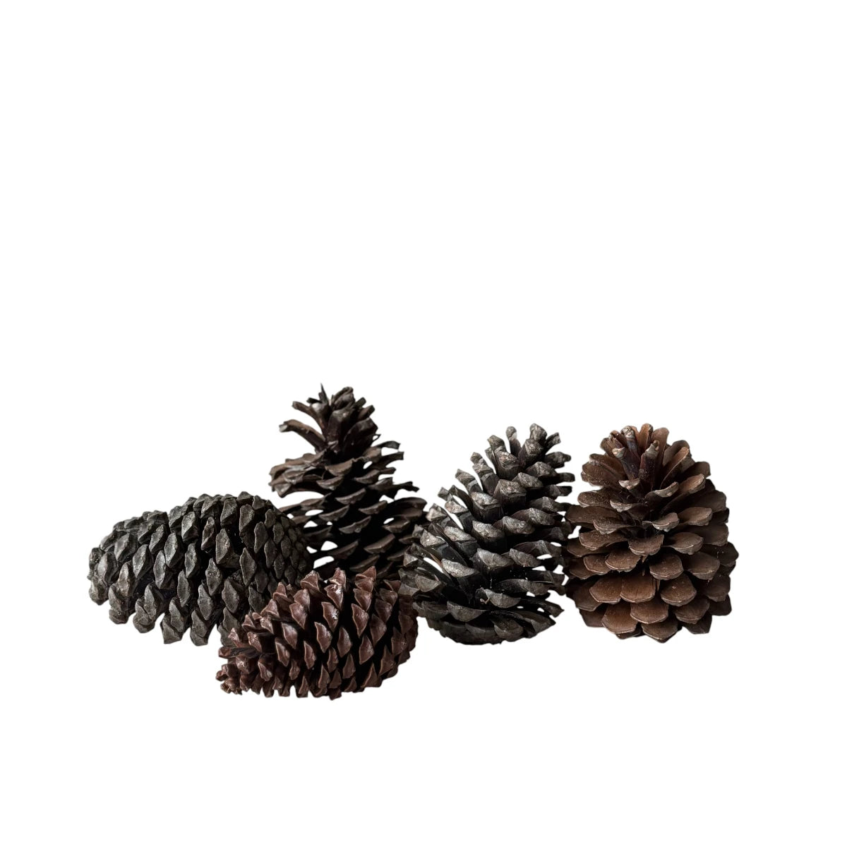 Tine K Home - Tannzäpfen Cones 5er Pack