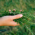 Tinktur - Herbal Boost von Kruut