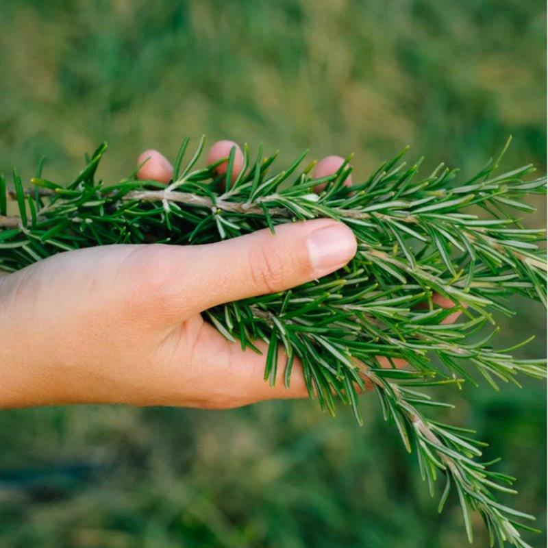 Tinktur - Herbal Boost von Kruut