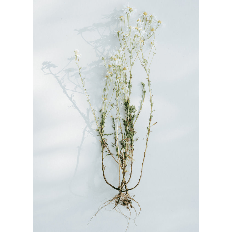 Wildkräuter Oxymel - Wohl von kruut