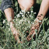 Wildkräuter Oxymel - Balance von Kruut
