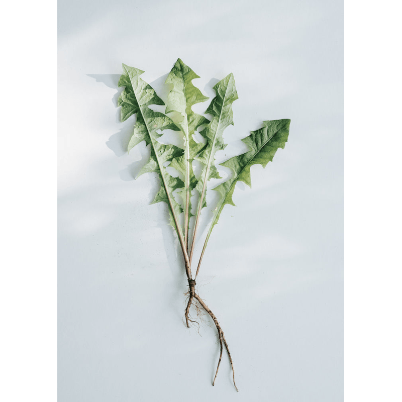 Wildkräuterpulver - Heimische Superfoods von kruut