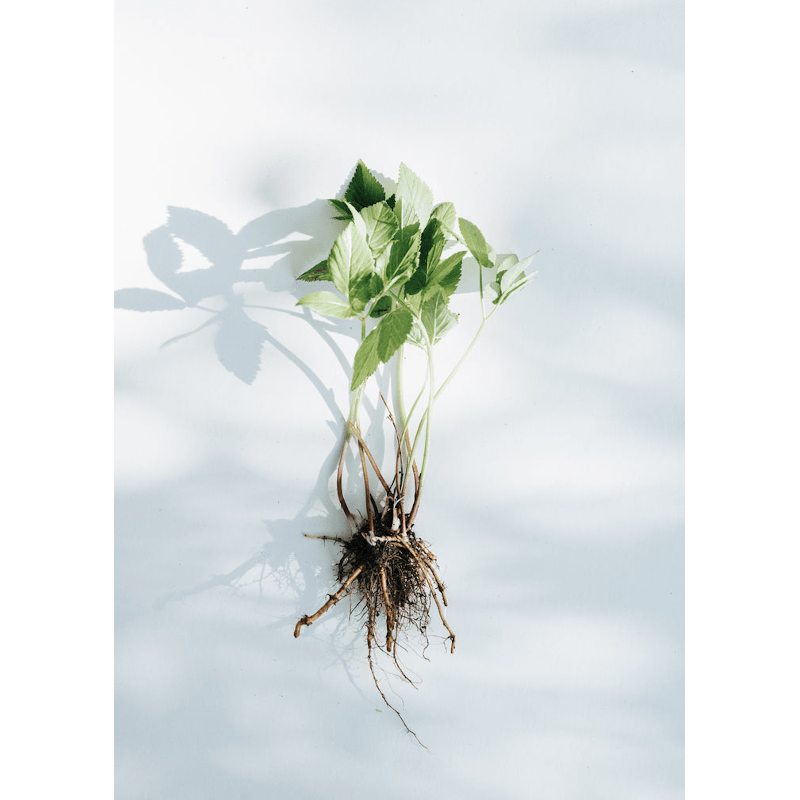 Wildkräuterpulver - Heimische Superfoods von kruut